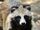 Raccoon Dog