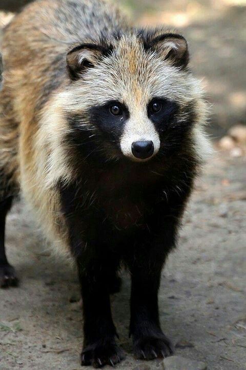 are raccoon dogs actually dogs