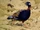 Black Francolin