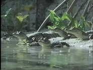 Amazing Animals (1996-1999)