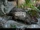 Asiatic Brush-tailed Porcupine
