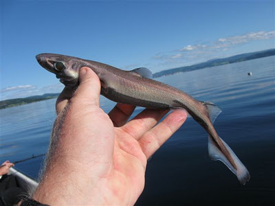 Meet the New “Ninja Lanternshark”