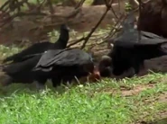 Land of the Anaconda (1998)