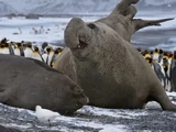 Southern Elephant Seal