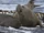 Southern Elephant Seal