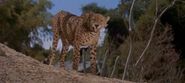 Swiss Family Robinson (1960)