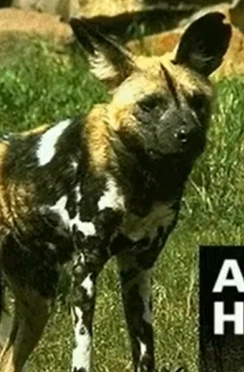 African Wild Dog | NatureRules1 Wiki | Fandom