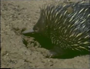 The Second Wave (1977)