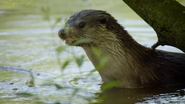 Wild Russia (2018)