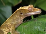 Crested Gecko