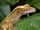 Crested Gecko