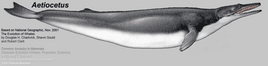 Aetiocetus