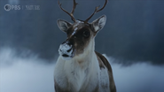 American Arctic (2021)