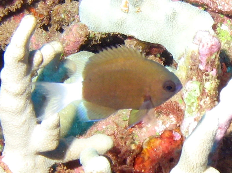 Chocolatedip Chromis NatureRules1 Wiki Fandom