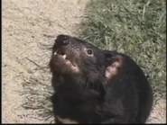 Kratts' Creatures (1996)