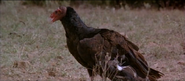 Lightning Jack (1994)