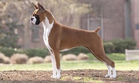 Boxer NatureRules1 Wiki Fandom