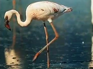 Serengeti Darf Nicht Sterben (1959)