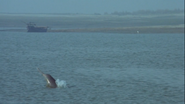 The Life of Mammals (2002)