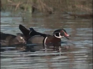 Wild America (1982-1994)