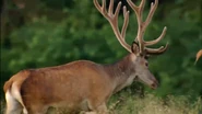 Wild Russia (2008)