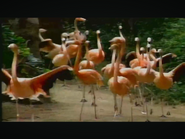The Wonderous World of Weird Animals (1993)