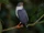 Semiplumbeous Hawk