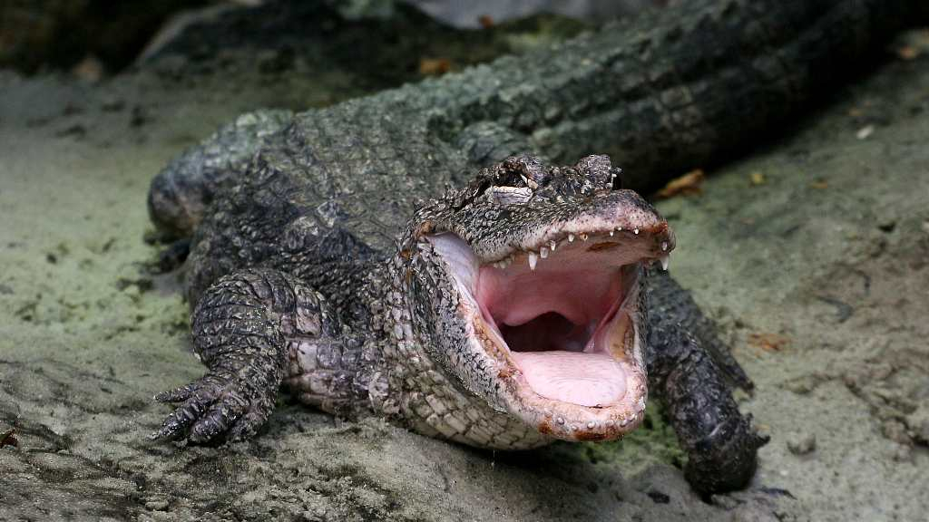 Chinese alligator - Wikipedia