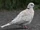 African Collared Dove