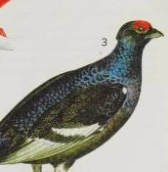 Black Grouse | NatureRules1 Wiki | Fandom