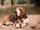 Basset Hound