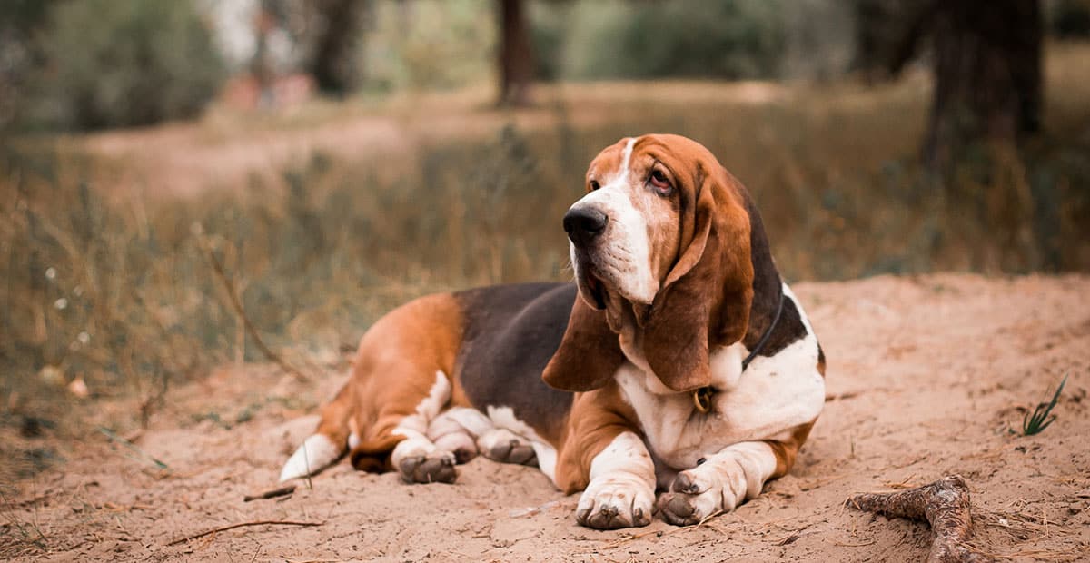 are there different types of basset hounds