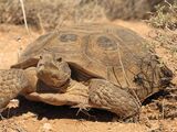 Desert Tortoise