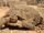Desert Tortoise