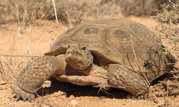 Small desert tortoise new arrivals