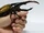 Hercules Beetle