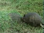 Jet Set Wildlife (1984)