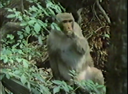 Jet Set Wildlife (1984)