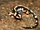 Luristan Newt