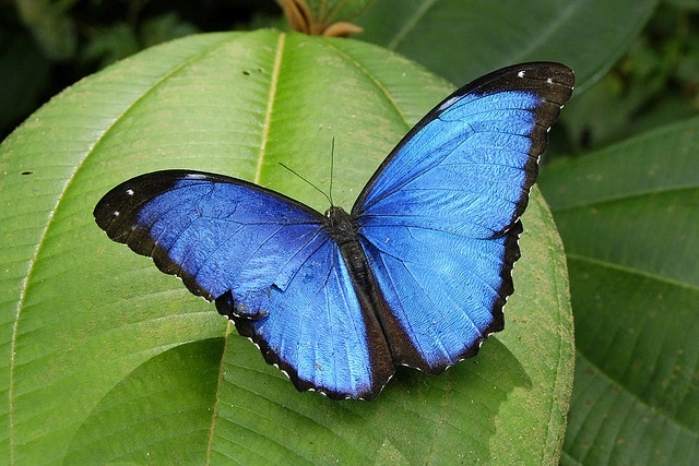 Morpho menelaus 標本 青色 Menelaus Blue Morpho | NatureRules1 Wiki