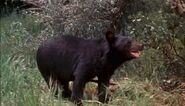 Old Yeller (1957)