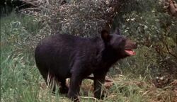 American Black Bear - Ursus americanus - NatureWorks