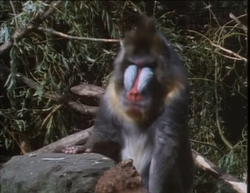 Papo Affe Mandrill Mandrillaffe 50121