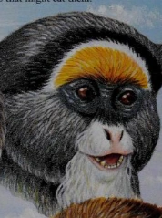 ♡monkeyページ♡ Rare swamp monkey pair arrive at Telford zoo - BBC News