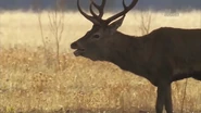 Wild Iberia (2014)
