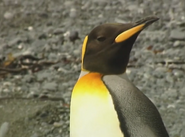 Wildest Antarctica (1998)