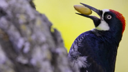 Woodpeckers: The Hole Story (2022)