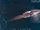 Fin Whale