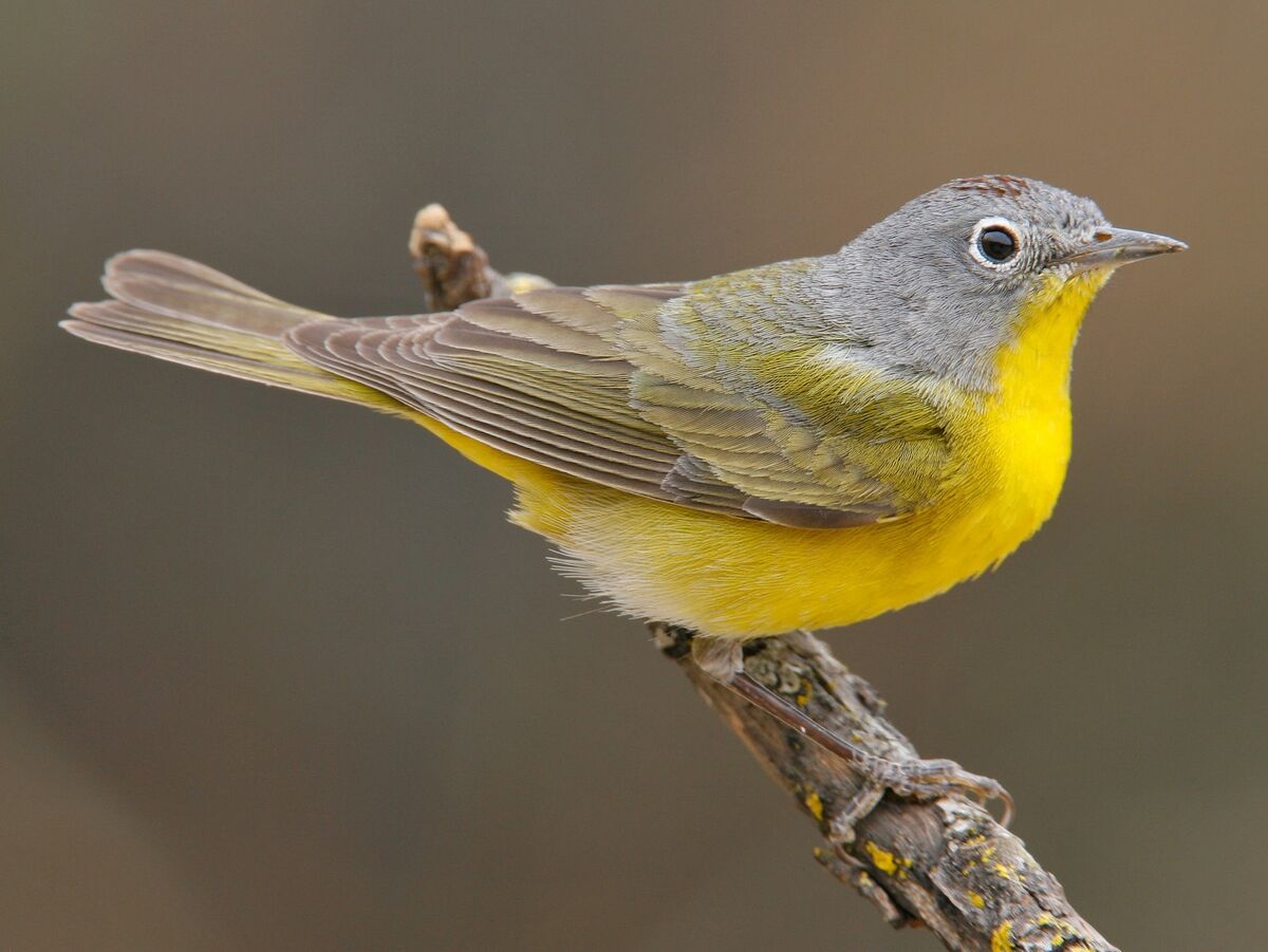 Nashville Warbler | NatureRules1 Wiki | Fandom