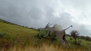 Animals with Cameras (2018)